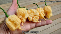 Peach Miasma - Pepper Seeds - White Hot Peppers